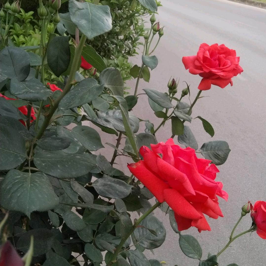 野地的花