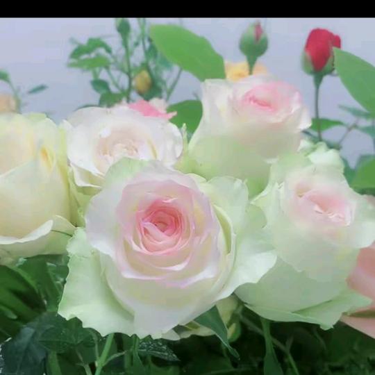 潘姐🌹