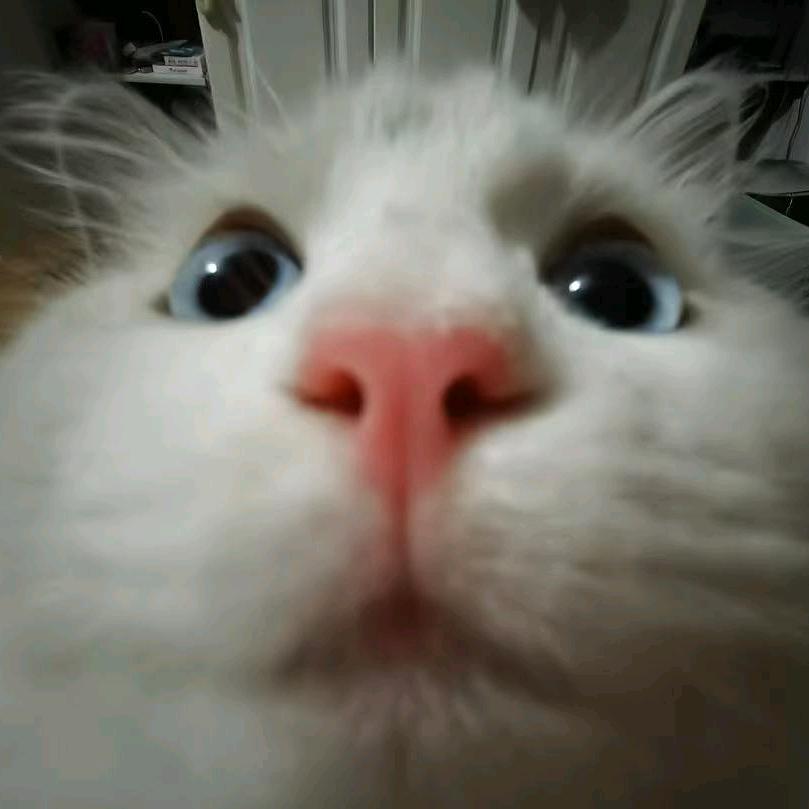 淤彰（三角洲行动）