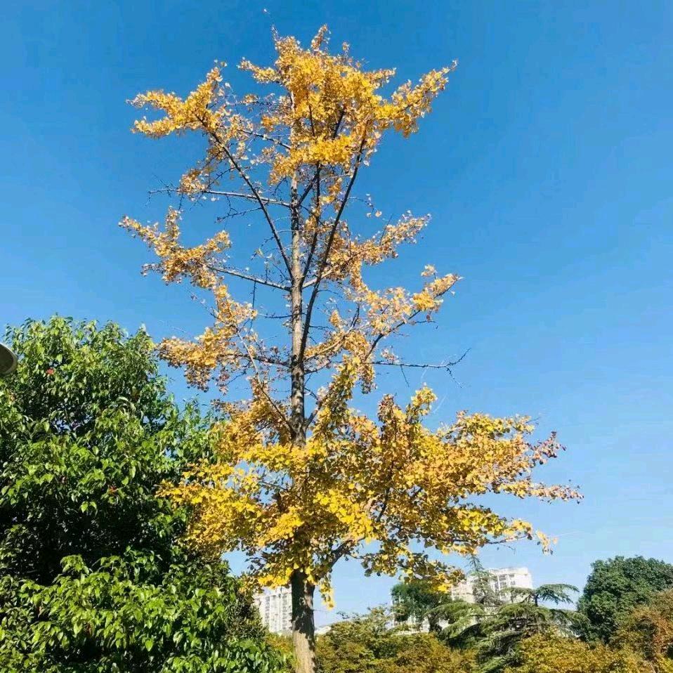 🌊🐉蓝色海洋