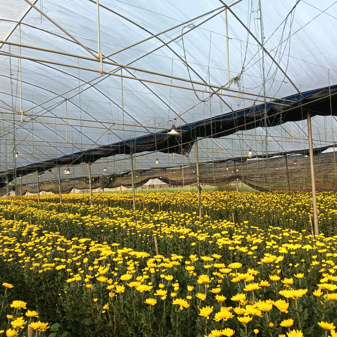 广西深通通菊花种植基地