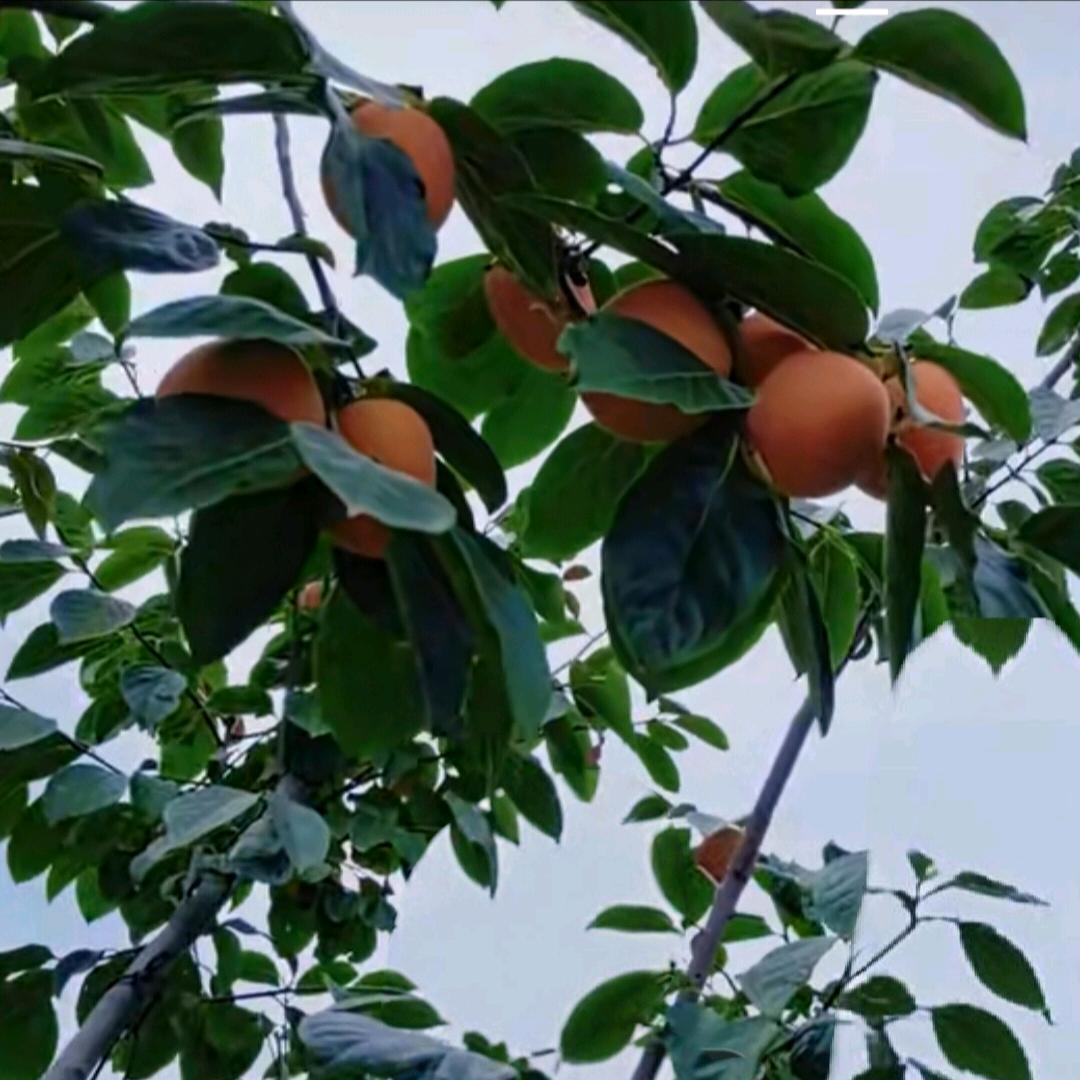 🍎(≧ω≦)/心想事成🍎