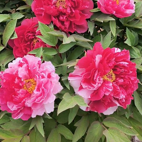 菏泽衡飞牡丹芍药