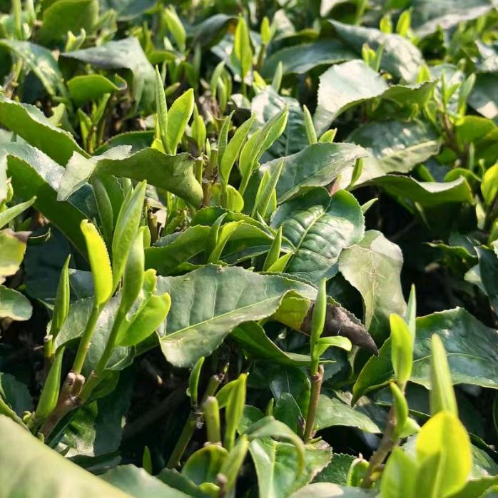 英红九号茶🍵