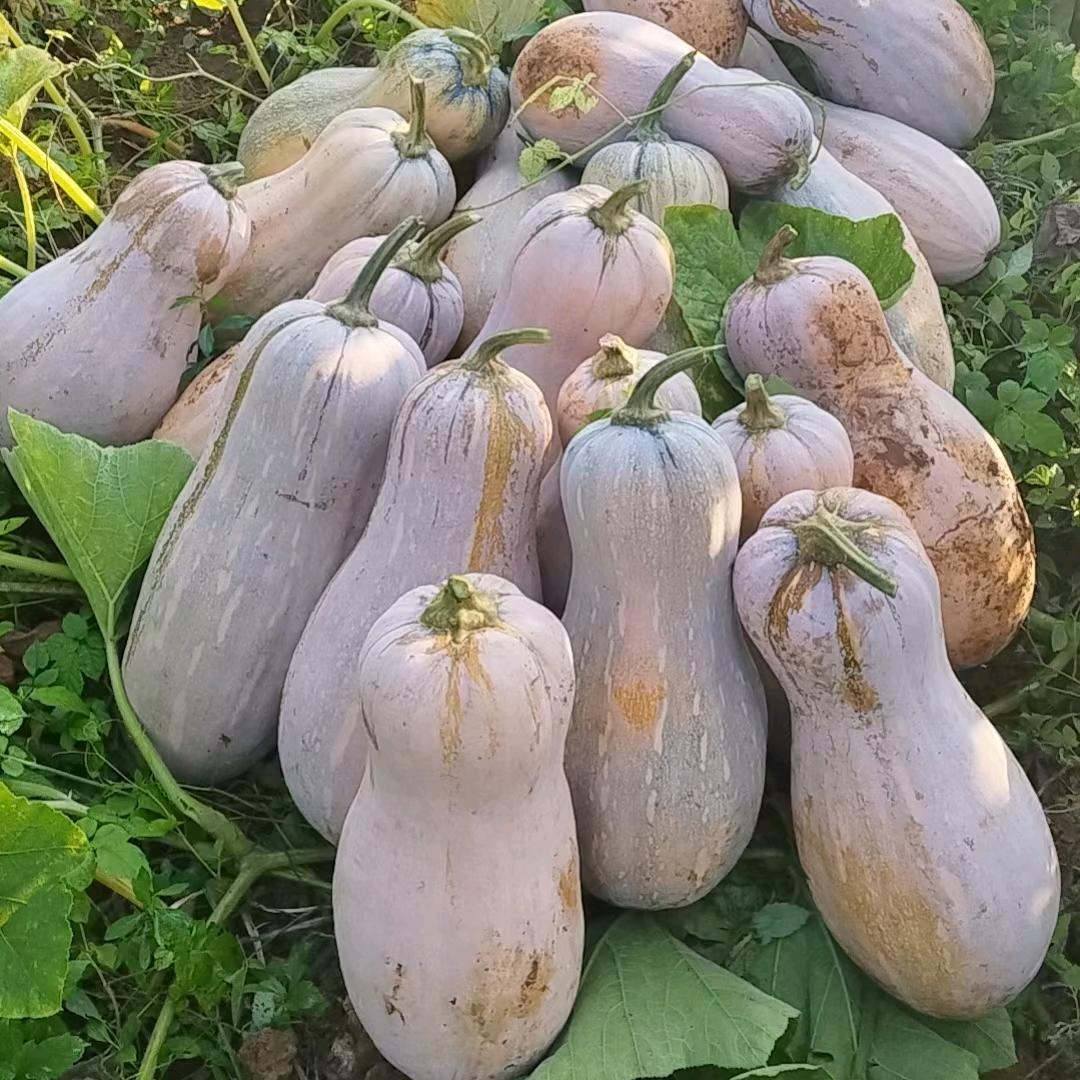 A欧阳金船品种南瓜全国各地可合作发展包回