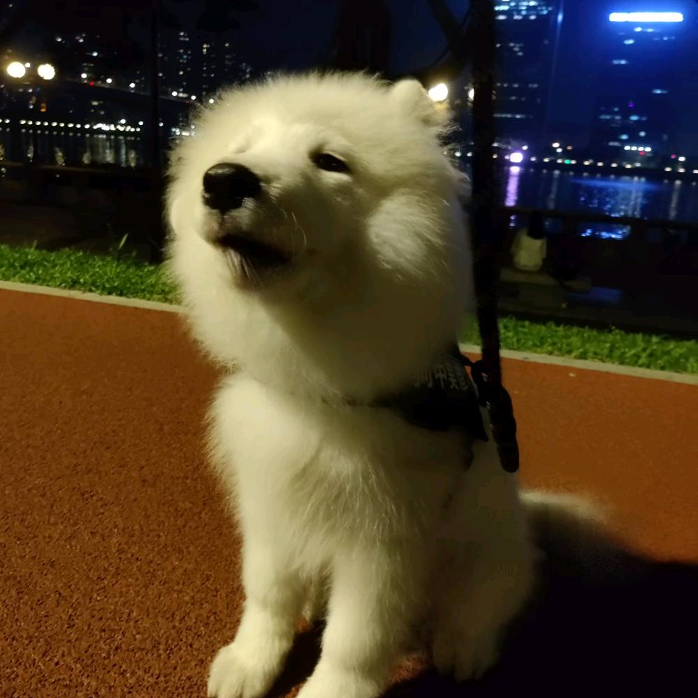 无情哈拉少