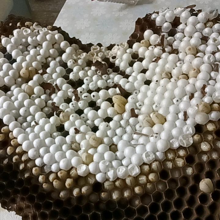 山野寻蜂【城步比特犬】