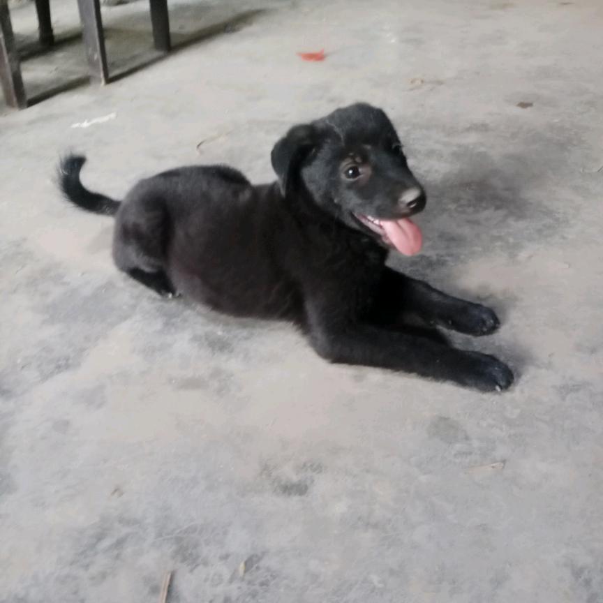 萌犬黑虎
