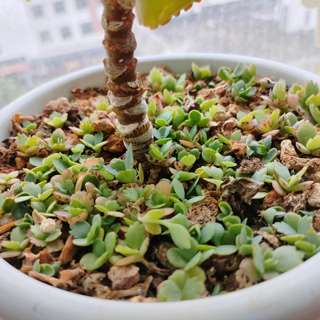 清风明月