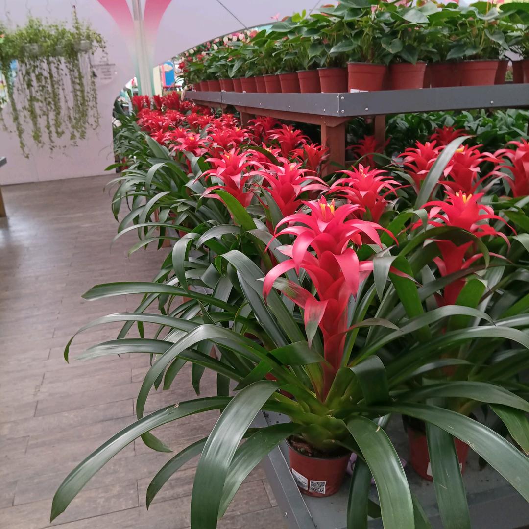 春暖花开