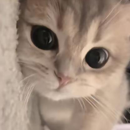 ꒦ິ^꒦ິ