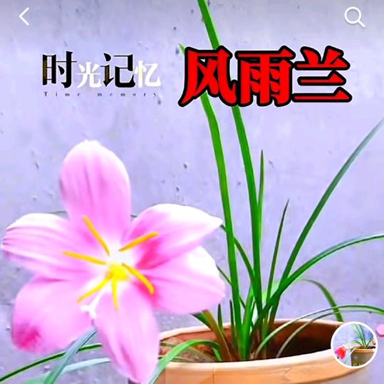 爱菊音乐