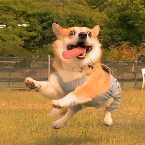 拯救世界的狗子