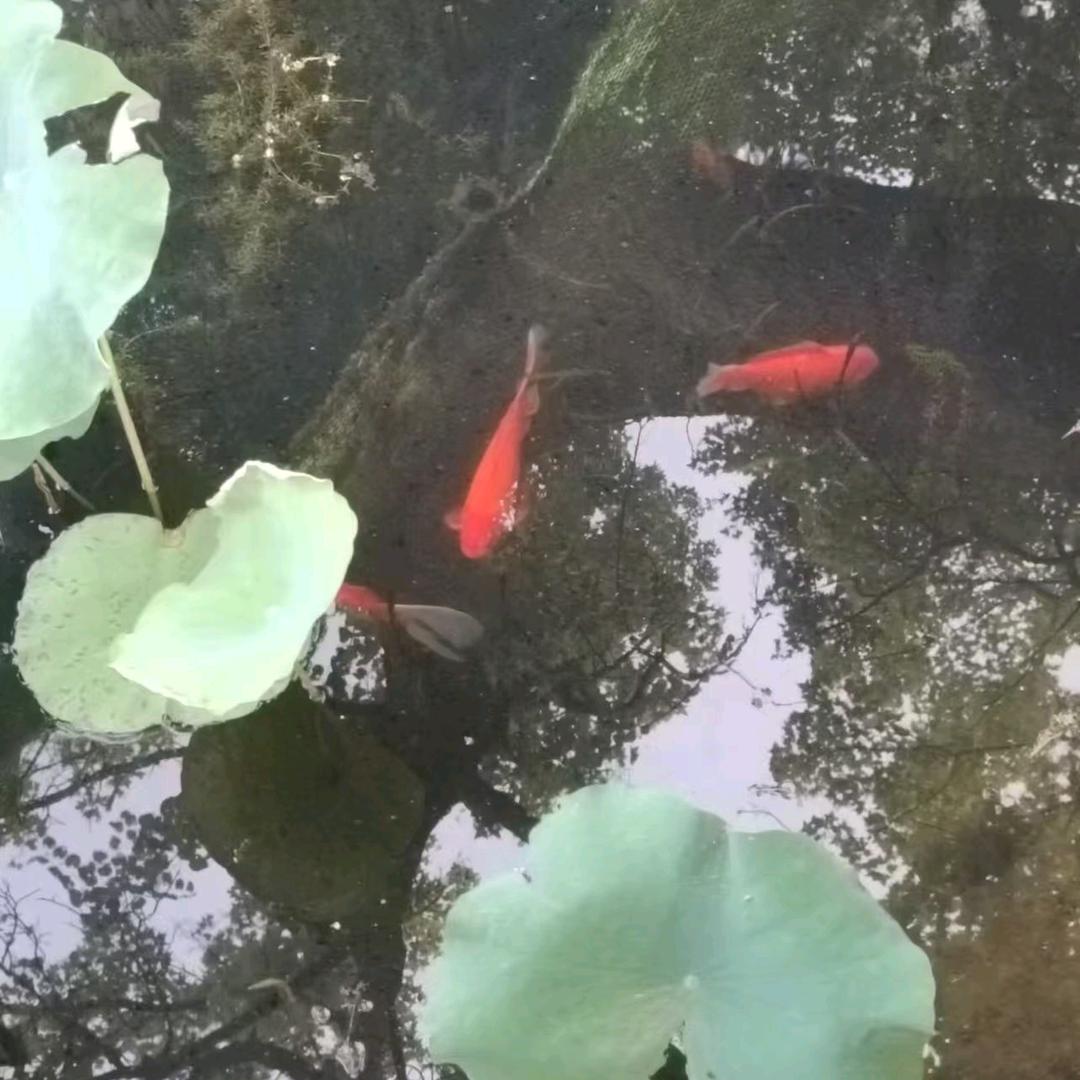 开心果优选