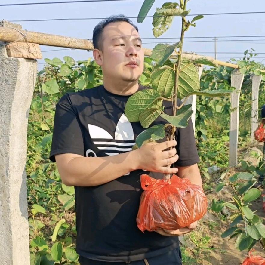 小周水杨桃嫁接苗