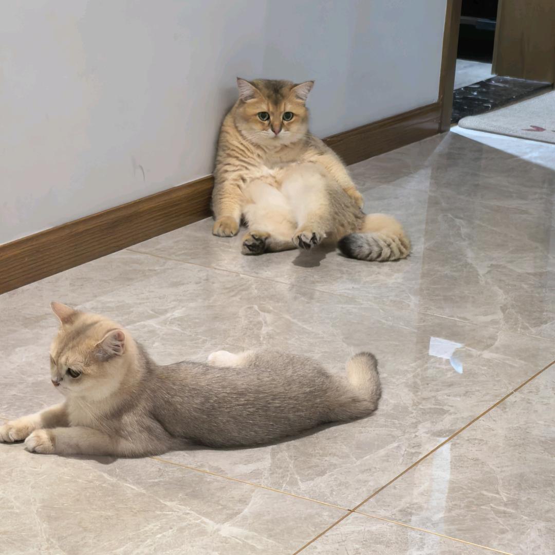 团团圆圆和他们的家人