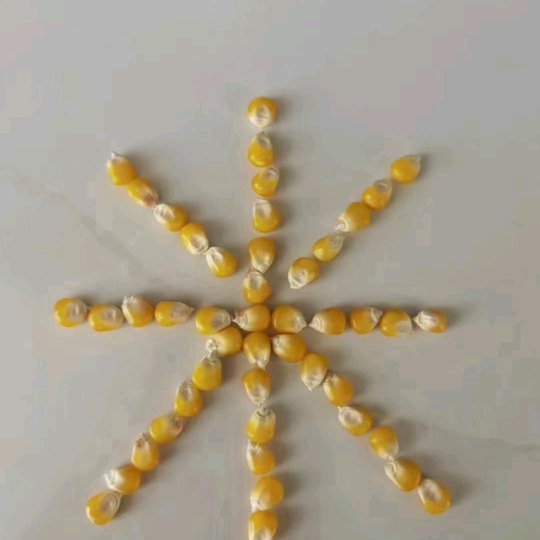 🌽玉米