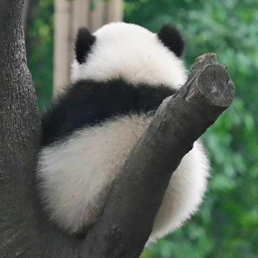 运气好的熊猫