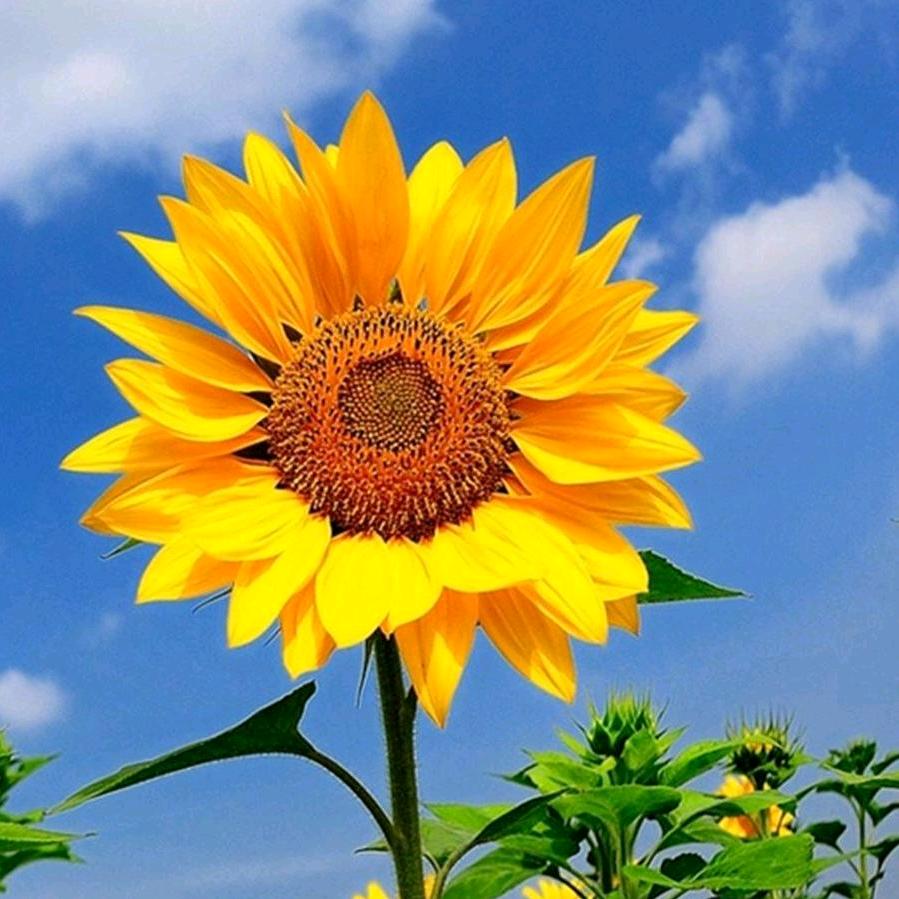 春暖花开
