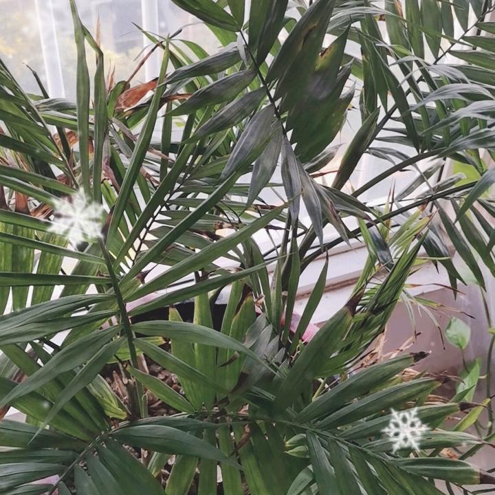 紫竹