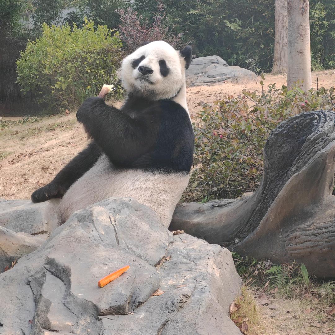 菠萝味，