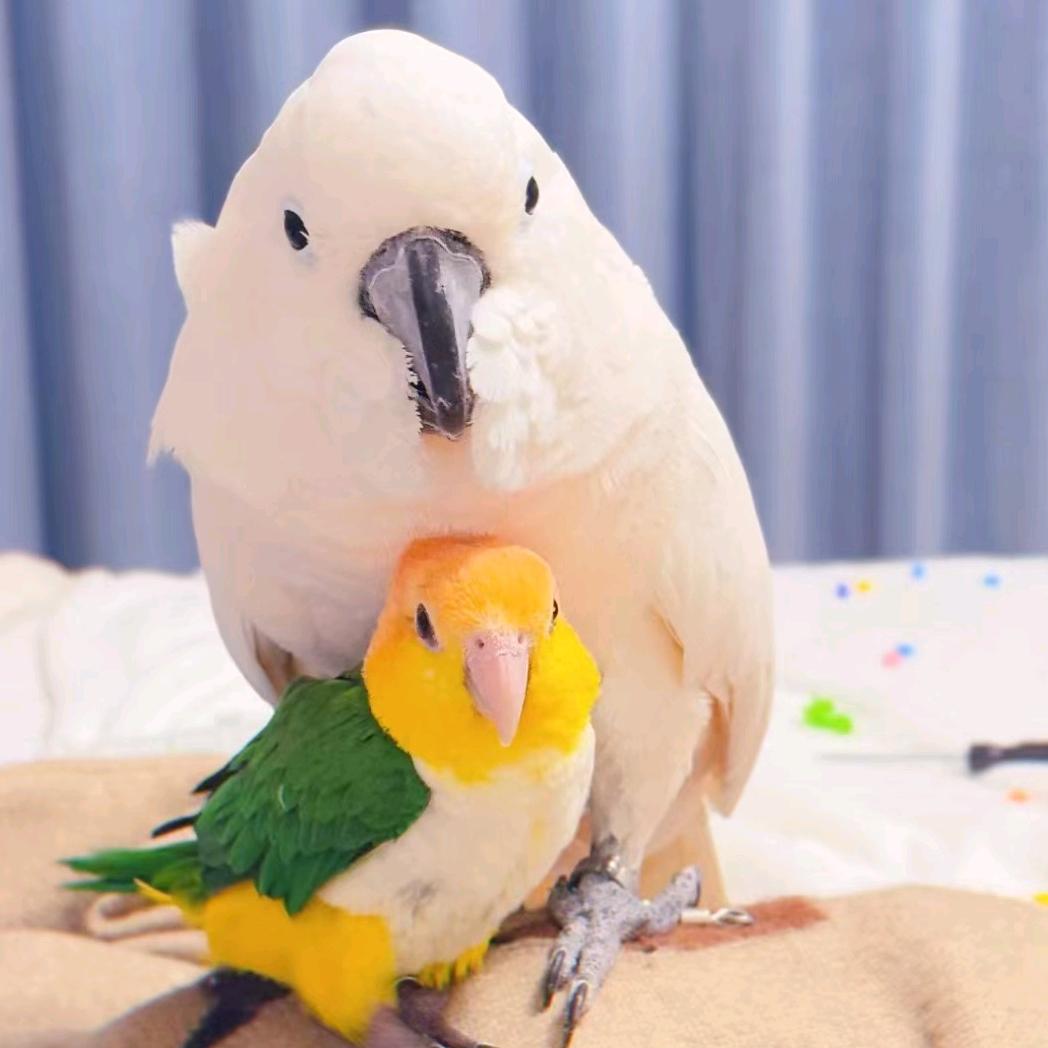 回收中大型鹦鹉