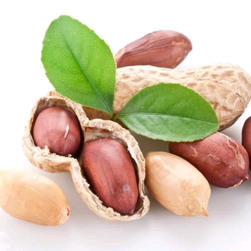 惠阳秋长纯正花生油工厂批发零售