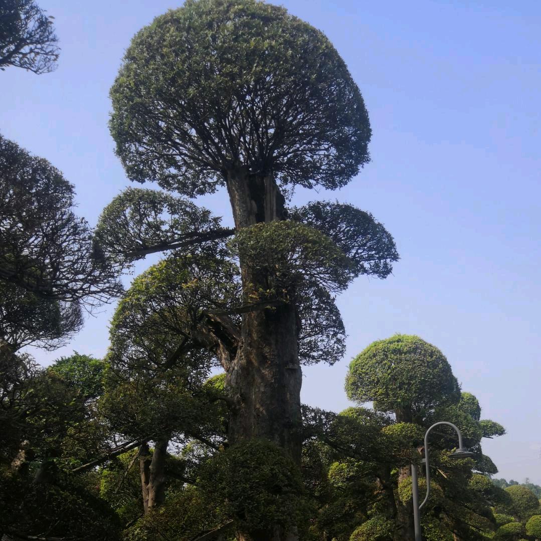 明明在等候