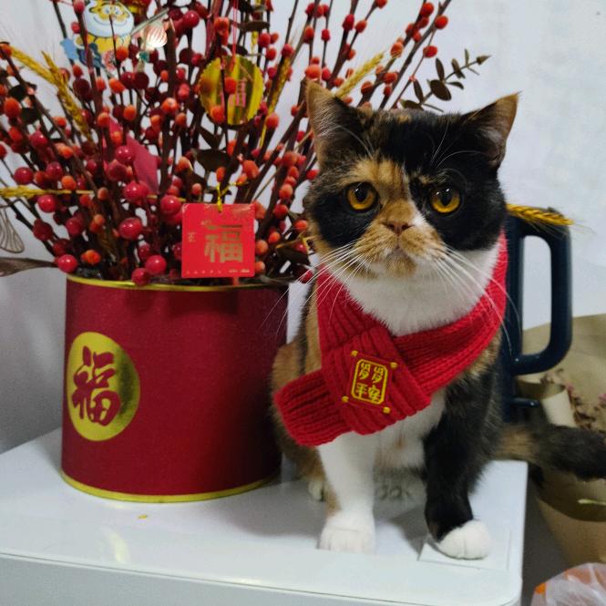 陈不沉之陈天睡大觉