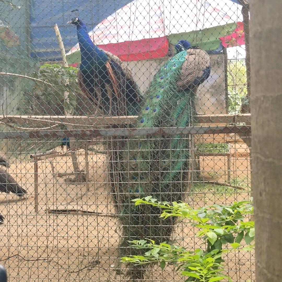 番茄炒鸡生的蛋