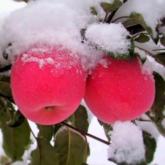 62年虎哥、幸福一生