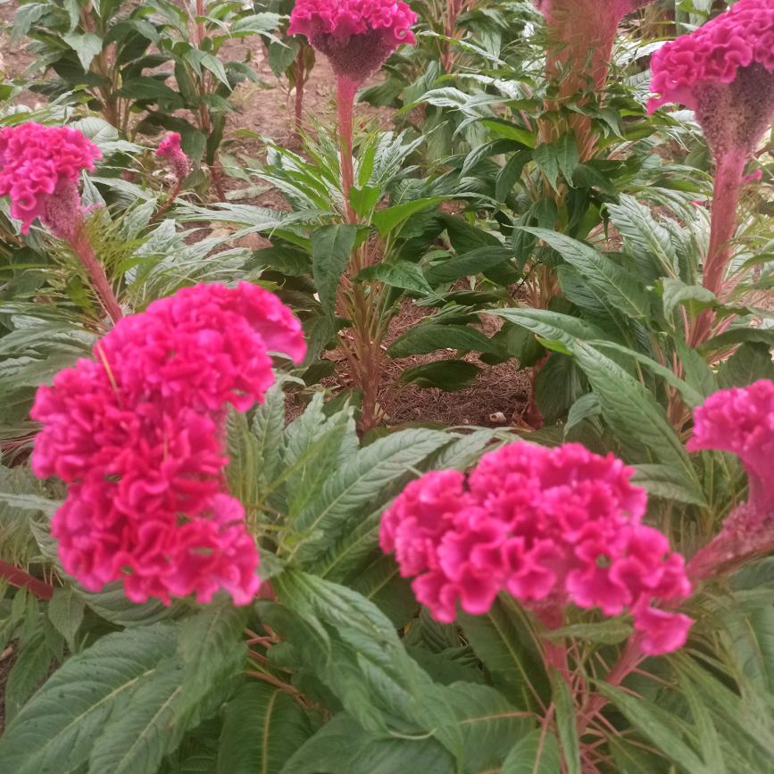木兰花