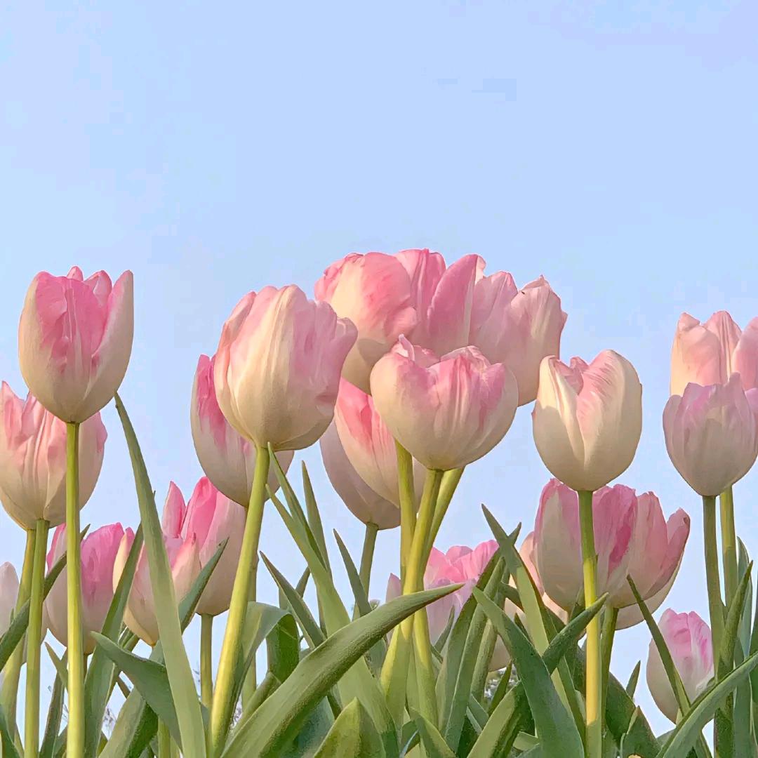 🌷郁金香🌷ʚ♡⃛ɞ