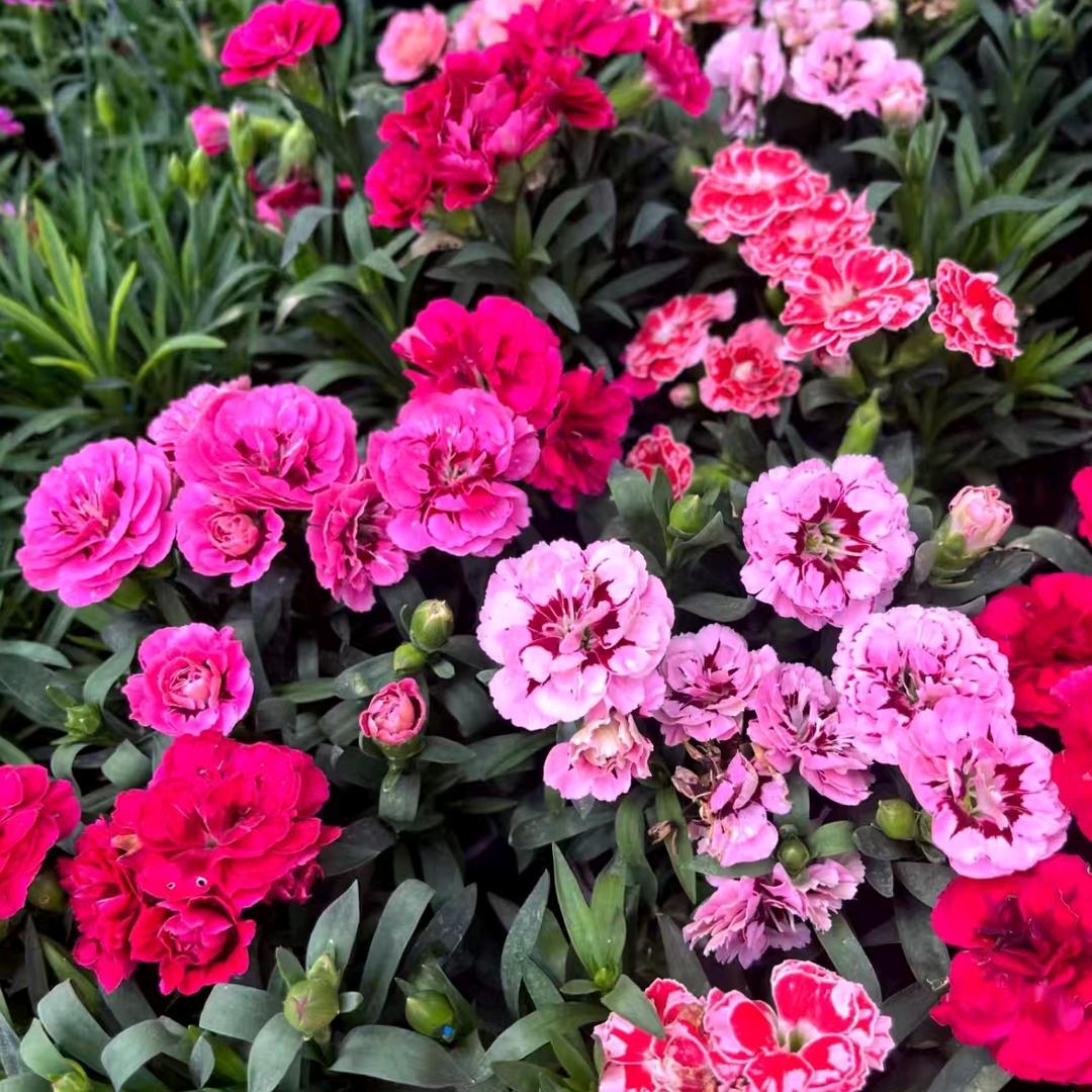 静好☘️🌼🌻