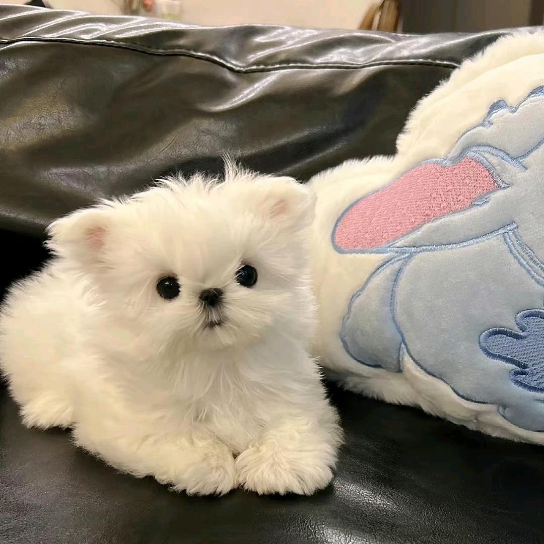 沛觉智骏专卖店