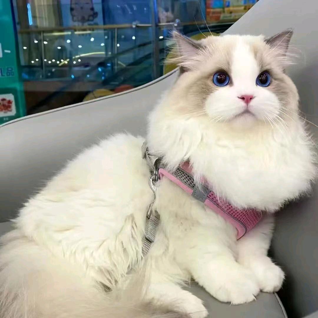 想要躺平的小咪