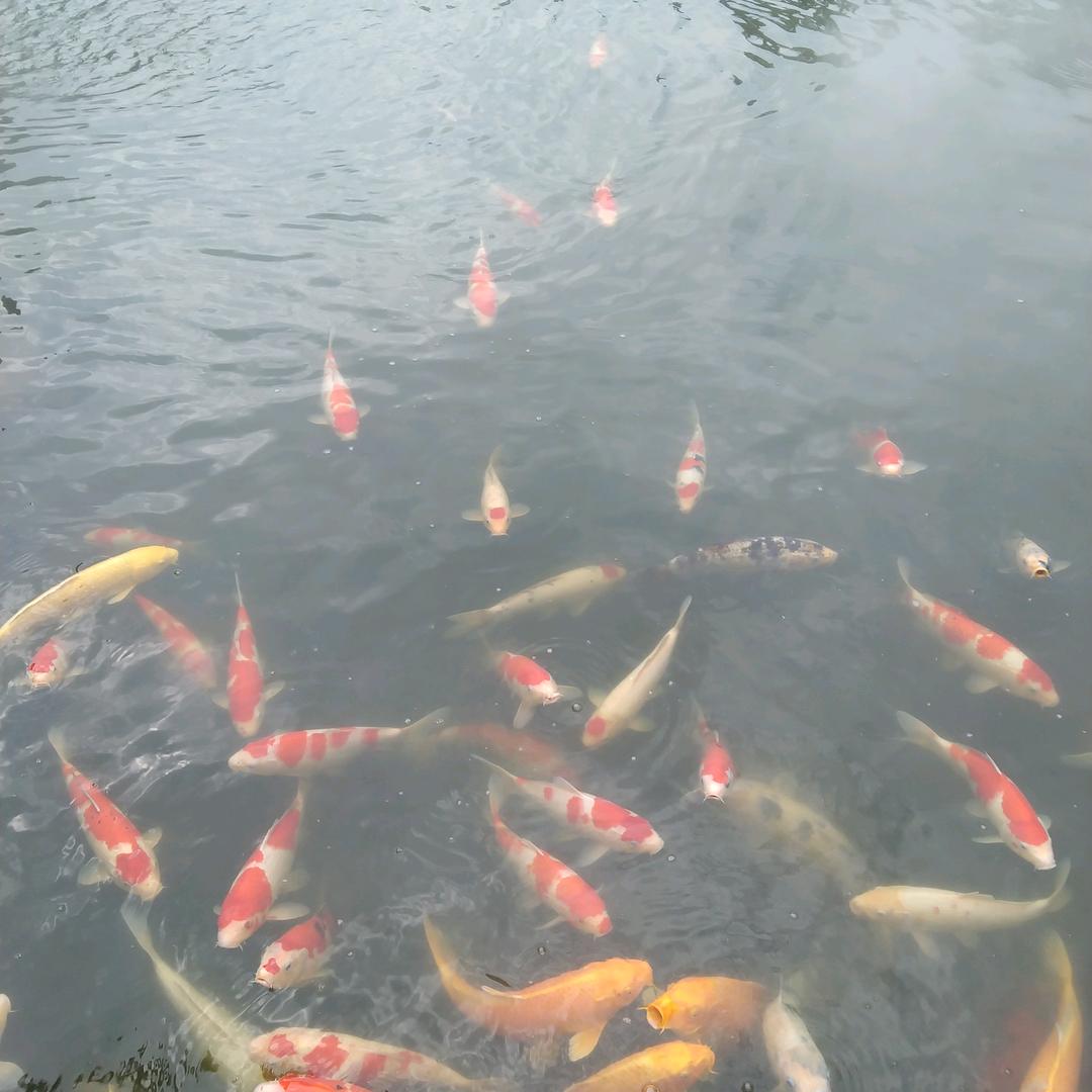 霞姐🌹🌹