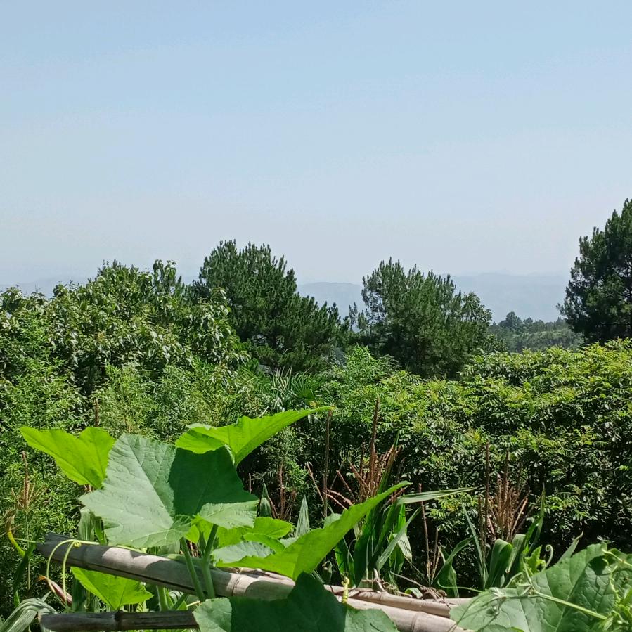 你好他好是大家好亲😊素