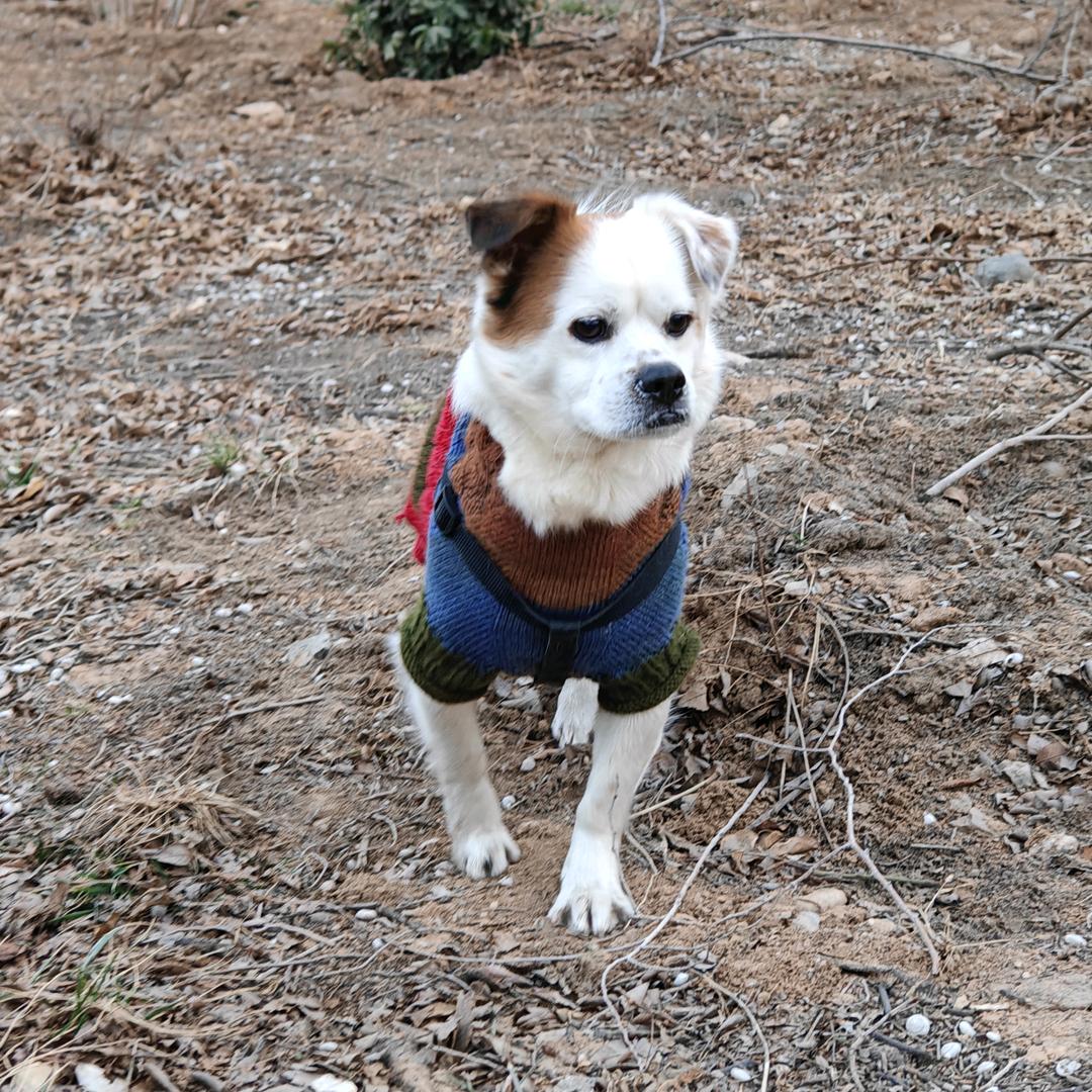 串串小狗叫王子