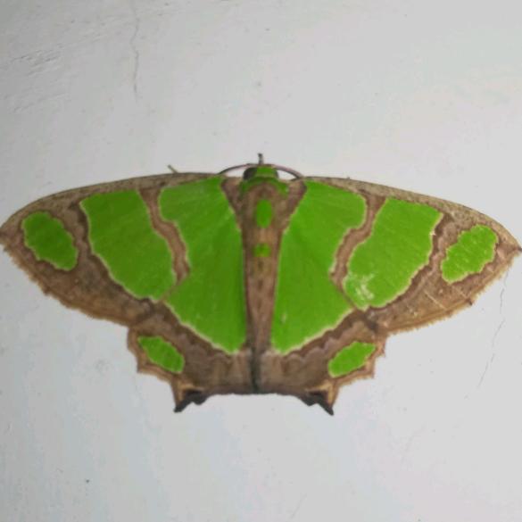 高林森