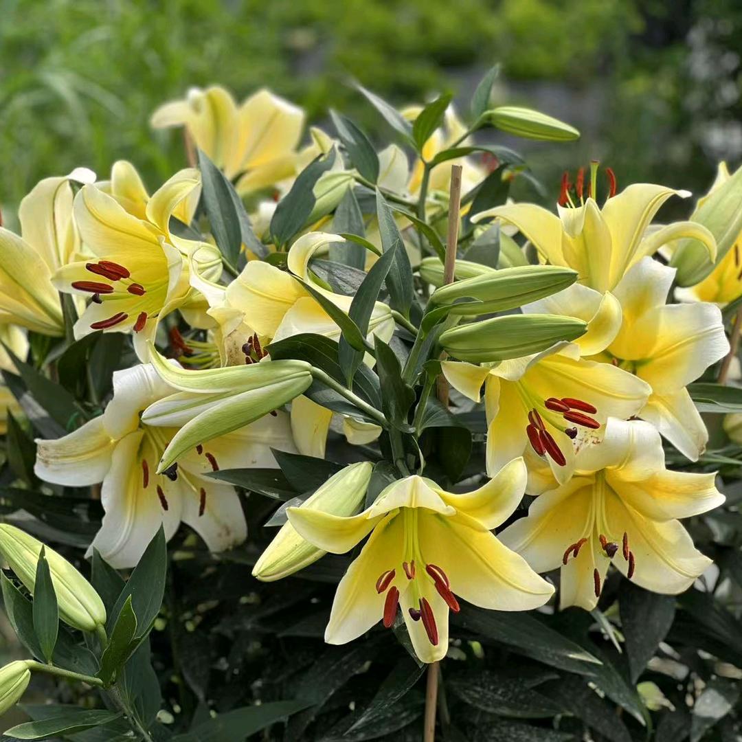 五岳花卉.盆景.石器