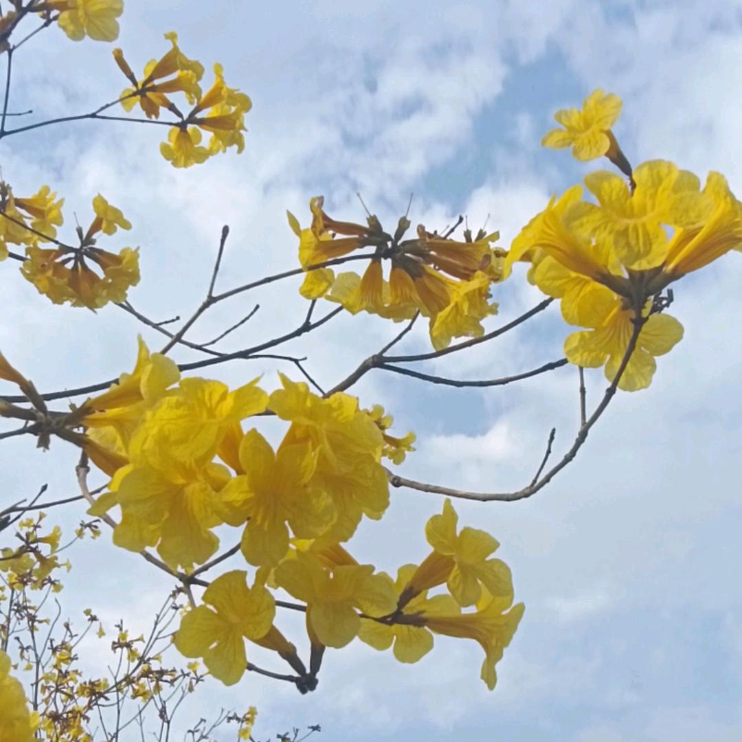 💞花妙囍小甜伴🍬