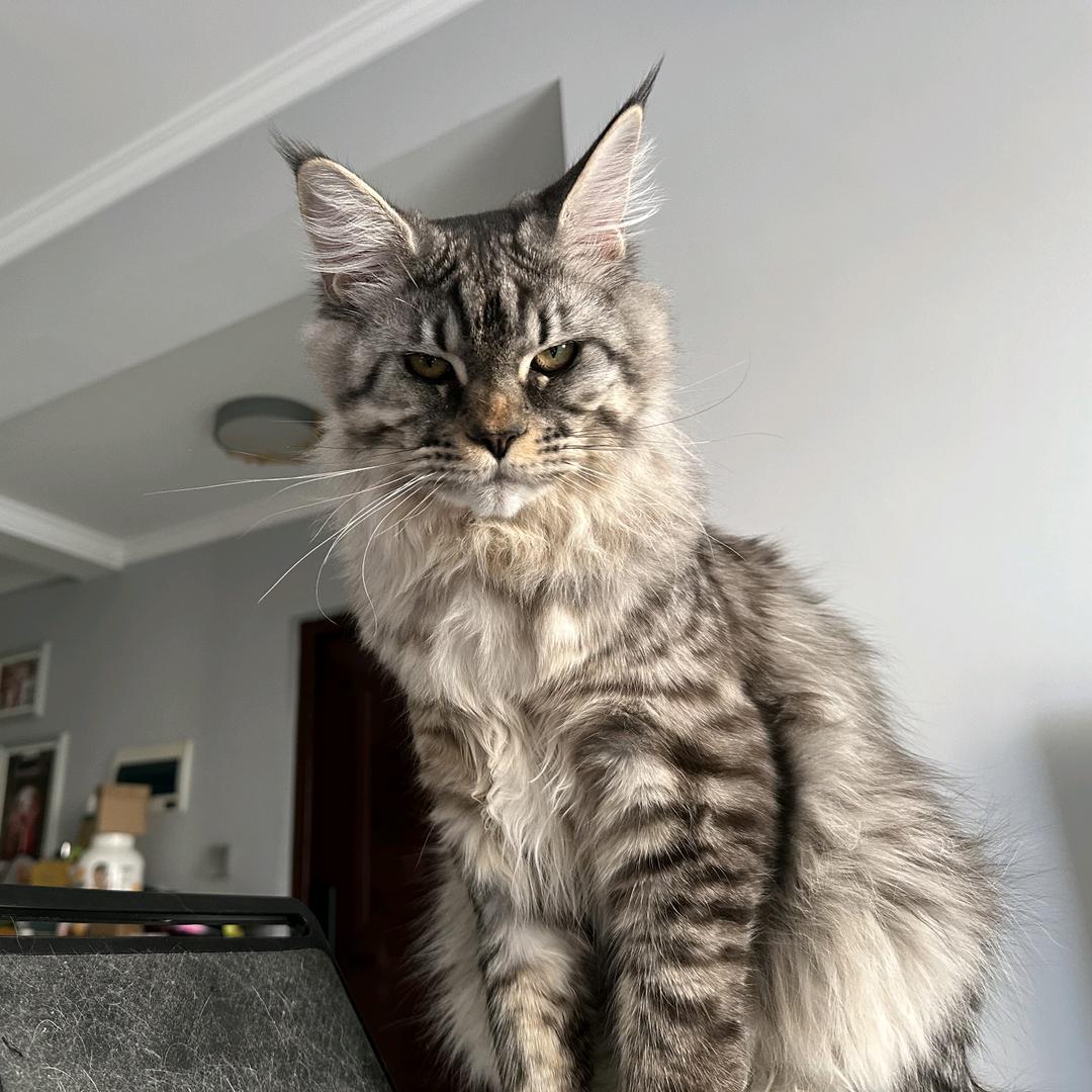 撸铁市民刘先森