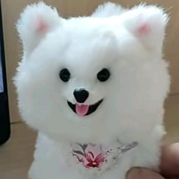 黑玫瑰
