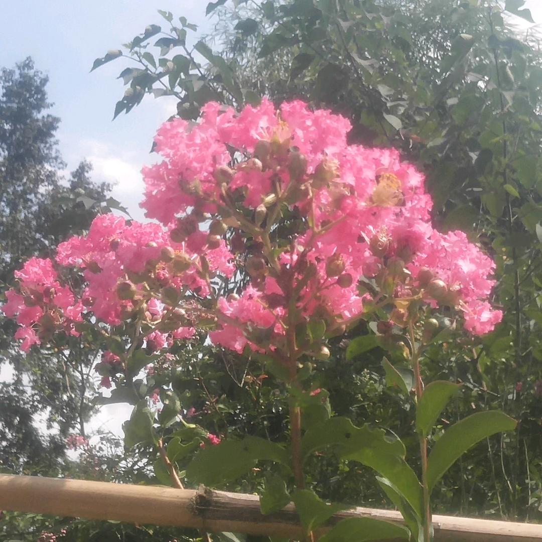 杨姨