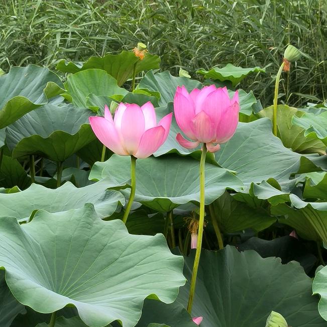 为你停留（刘）