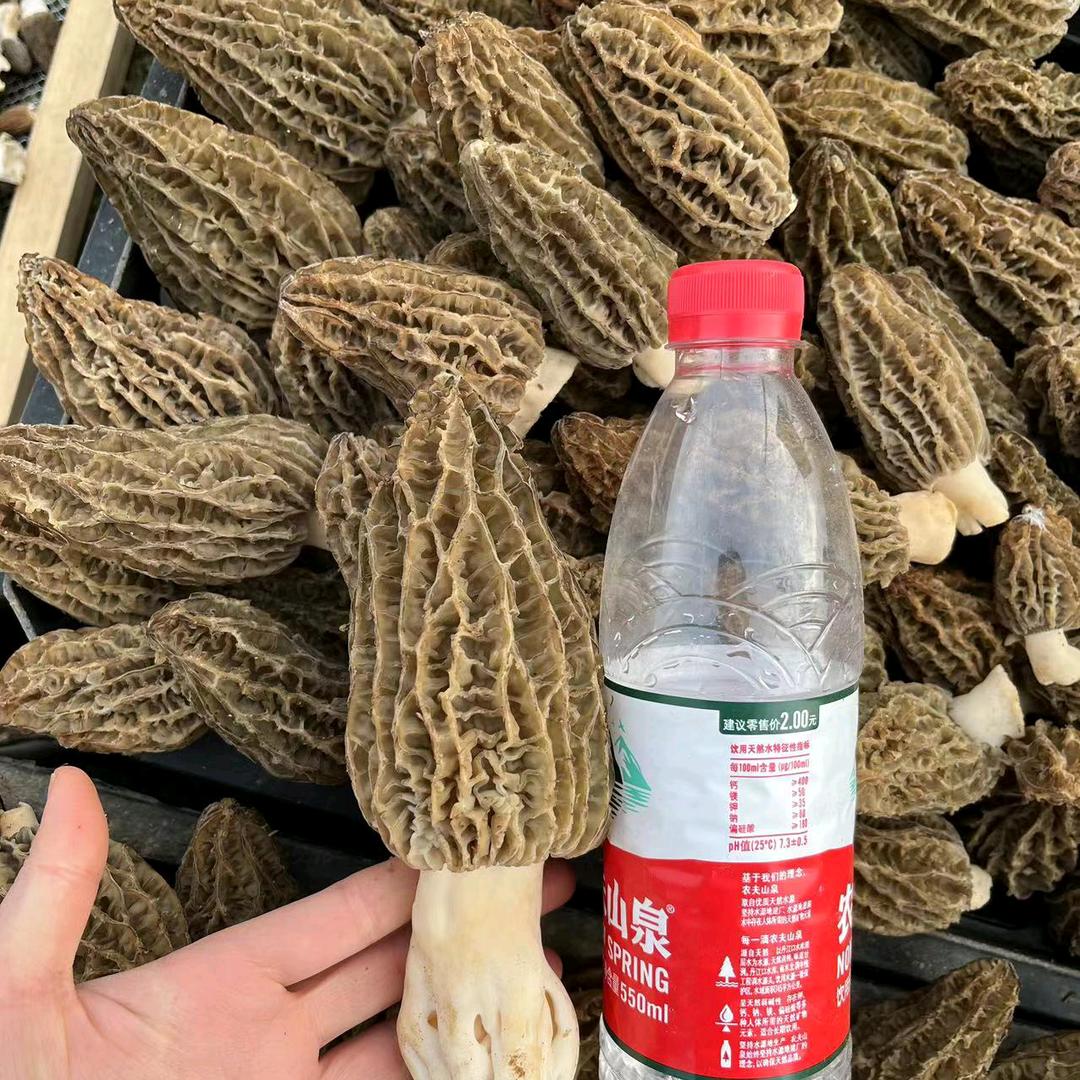 回龙羊肚菌种植