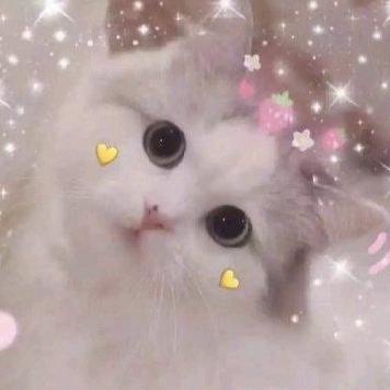 🌺🌺嘟嘟🌺🌺