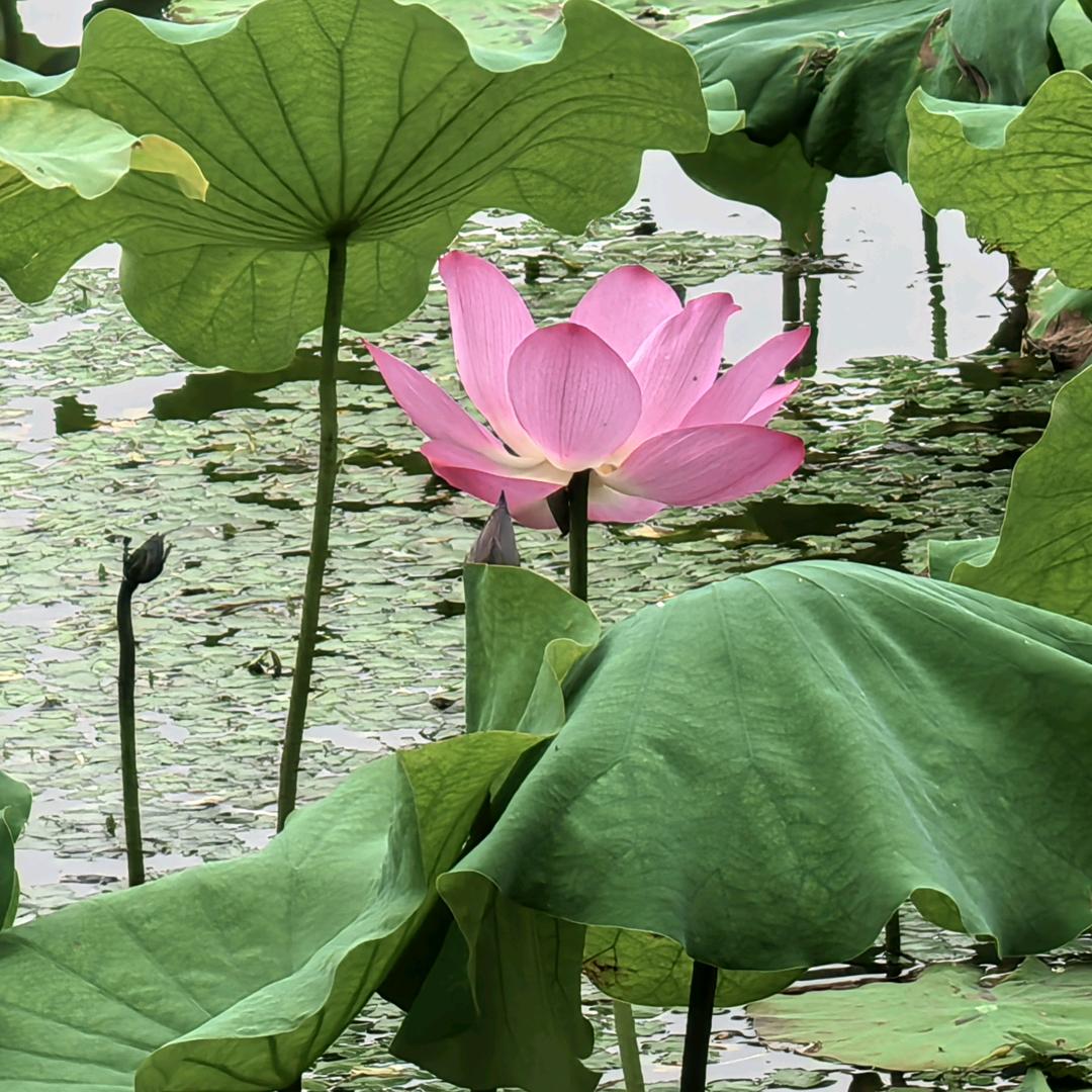 花好月圆