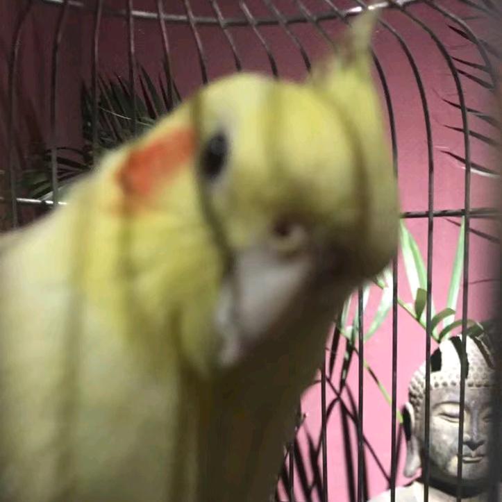 嬷老男人天打雷劈